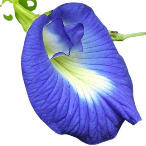 Pea Flower Png Images Transparent Hd Photo Clipart