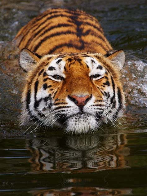 167 Portrait Swimming Siberian Tiger Stock Photos Free And Royalty Free