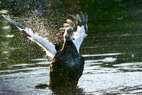 water outdoors nature  photo  pixabay pixabay