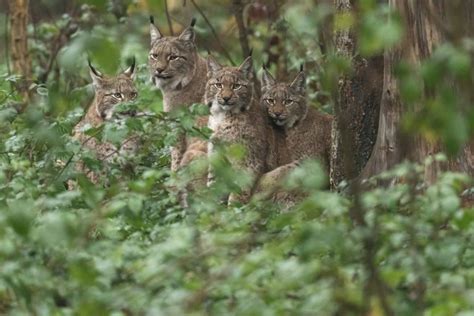 12 Wild Animals In Armenia Wildlife In Armenia Kevmrc