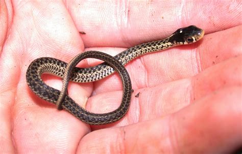 The Allure Of The Eastern Garter Snake Unveiling The Fascinating World