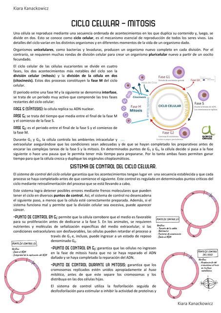 Ciclo Celular Y Mitosis TOme Marino UDocz