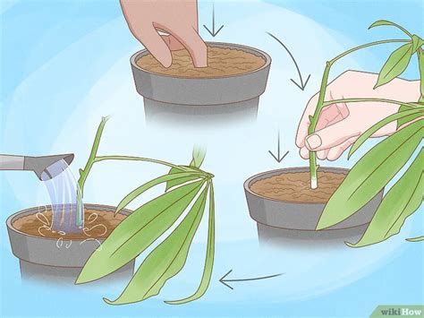 How To Propagate A Money Tree 3 Simple Methods