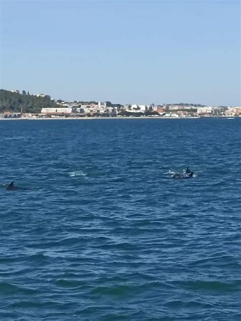 Lisbon Private Arr Bida And Dolphin Watching Boat Tour