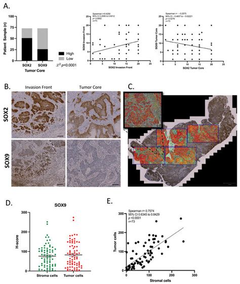 Cancers Free Full Text The Role Of SOX2 And SOX9 In Radioresistance