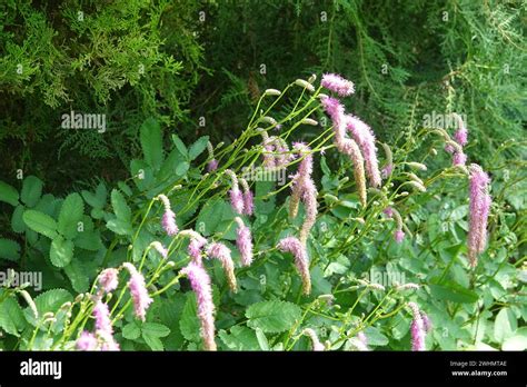 Sanguisorba Obtusa Japanese Burnet Stock Photo Alamy