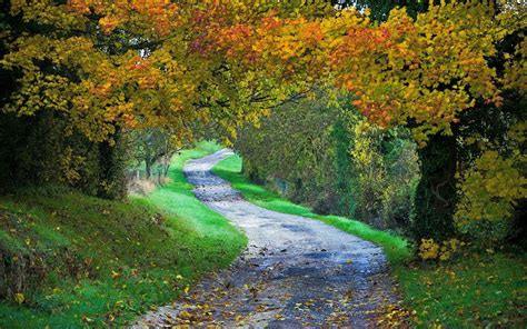 Leaves Path Day Forest Grass Tree Footpath Tranquil Scene