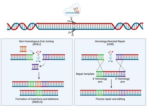 NHEJ And HDR Repair Simplified Schematic Representation Of NHEJ And