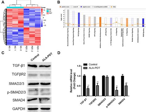 Tgf β Signaling Pathway Was Significantly Inhibited In Oral