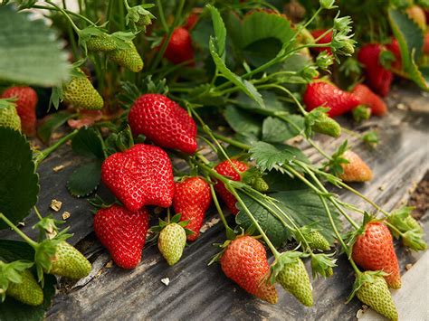 Petik Strawberry Kebun