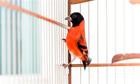 El canto de los pájaros pueden envolverte de alegría Foto 1