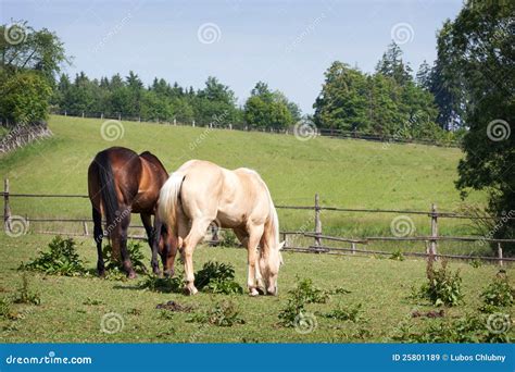 Horses In The Meadow Stock Image Image Of Farmland Nature 25801189