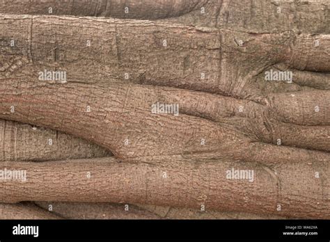 Banyan Bark Tree Texture Root Close Up Background Stock Photo Alamy