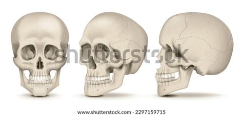 Real Human Skull, Human Skull, Skull, 56% OFF