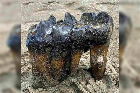 Mulher Encontra Dente De Mastodonte De Milh O De Anos Em Praia