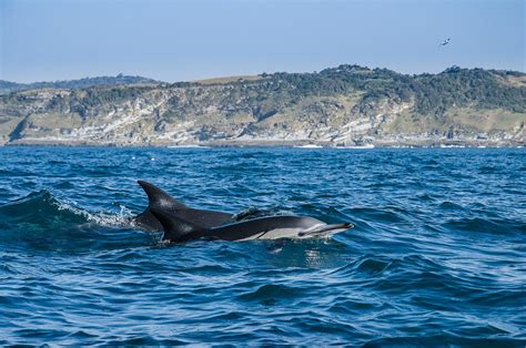 Greg Lecoeur Underwater And Wildlife Photography Dsc