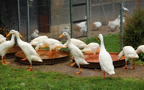 How to Keep Runner Ducks? - LearnPoultry