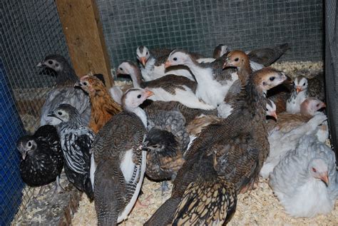 Very Unusual Chick Guinea Chicken Hybrid Page 7 Backyard Chickens Learn How To Raise