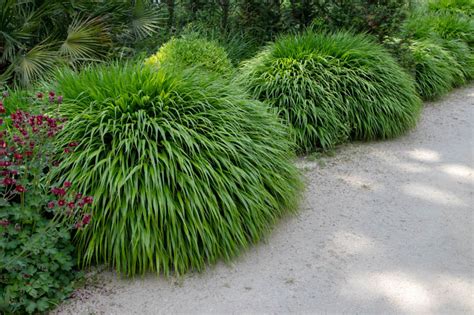 Hakonegräs Plantering Och Skötsel En Växtguide Från Dahliagård