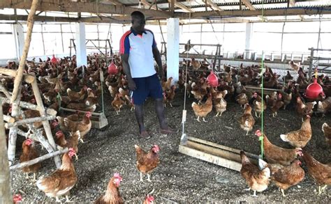 Poultry Sector On Verge Of Collapse Agrictoday