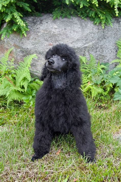 Blue Standard Poodle Puppy Bought My Mome One Of These Today Poodle