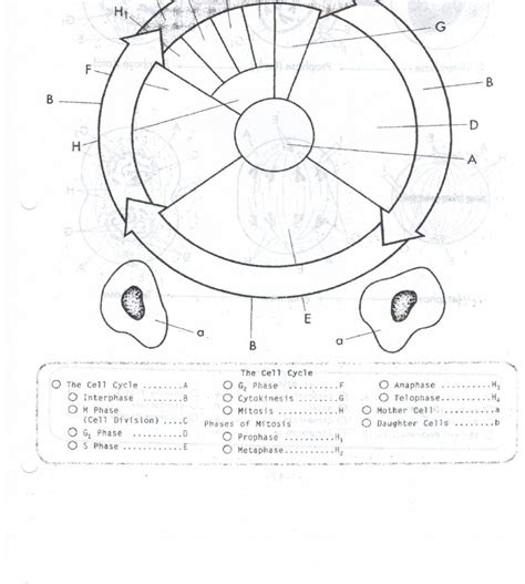 Cell Cycle Printable Worksheet