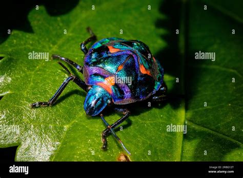 Hibiscus Harlequin Bug Stock Photo Alamy