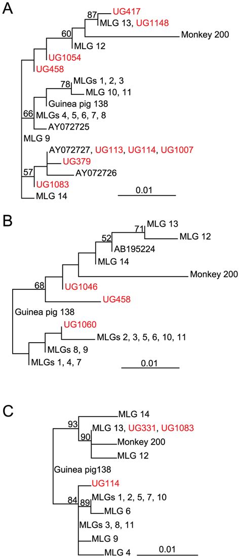 Nucleotide Maximum Likelihood Trees Based On Bg Gdh And Tpi Gene