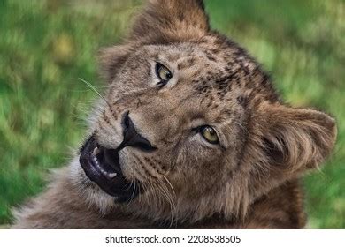 Katanga Lion: Over 430 Royalty-Free Licensable Stock Photos | Shutterstock