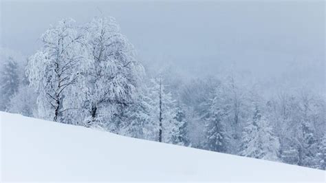 Premium Photo | Winter landscape with snowy fir trees