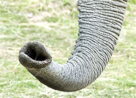 African Elephant trunk — Stock Photo © Veneratio #7129449