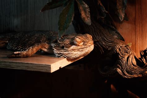 Why Is Your Bearded Dragon Sleeping Upright