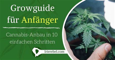 Growguide für Anfänger Cannabis Anbau in 10 einfachen Schritten