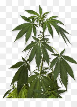 Cannabis Sativa T Bbi Esrar Bitki Kenevir Esrar Effaf Png G R Nt S