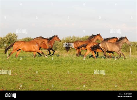 running herd of horses Stock Photo - Alamy