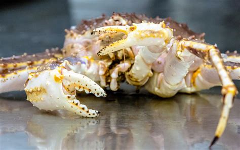 Live Alaskan King Crab Stock Photo Download Image Now Alaskan King