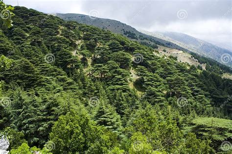 Cedar forest in Lebanon stock image. Image of evergreen - 57303889