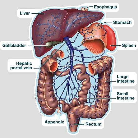 Hepatic Portal System