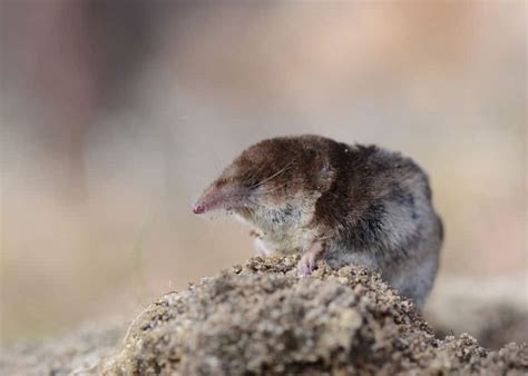 Facts About The North American Short Tailed Shrew North American Nature