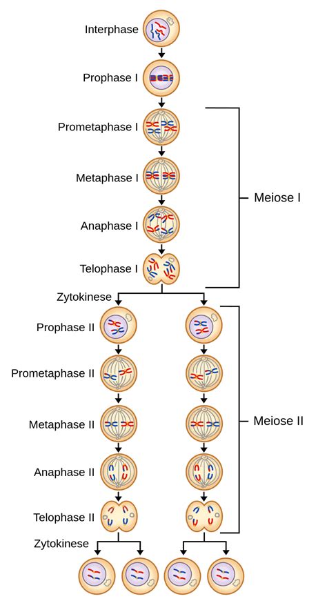 Meiose Labster Theory