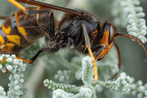 Resumen De Control De Especies Invasoras La Avispa Asi Tica