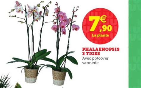 Promo Phalaenopsis 3 Tiges Chez Hyper U ICatalogue Fr