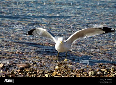 Horizontal Bird Birds Hi Res Stock Photography And Images Alamy