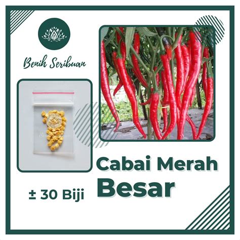 Jual Biji Benih Cabe Merah Besar Sayuran Tahan Virus Bibit Cabai