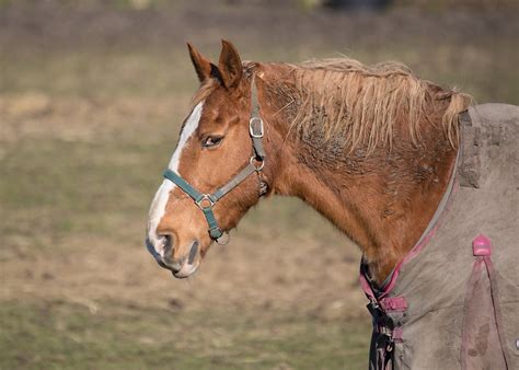 A Guide To Horse Bit Severity Chart Understanding Horse Bit Severity