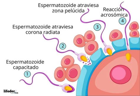 Fecundación Humana Qué Es Cómo Ocurre Proceso