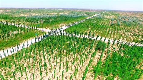 Top 25 Examples of Afforestation Projects Globally - Environment Go!