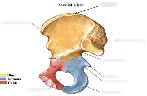 Os Coxae Medial View Diagram Quizlet