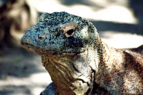 Varanus Komodoensis The Reptile Database