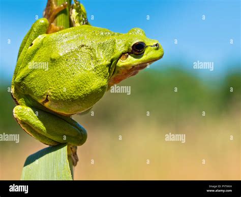 Frog Habitat Hi Res Stock Photography And Images Alamy